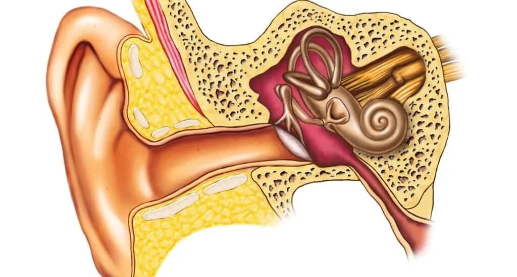 Неврит слухового нерва (кохлеарный неврит). Буллёзный отит барабанная перепонка. Наружный отит ушной раковины. Патология внутреннего уха. Пульсирует внутри уха.