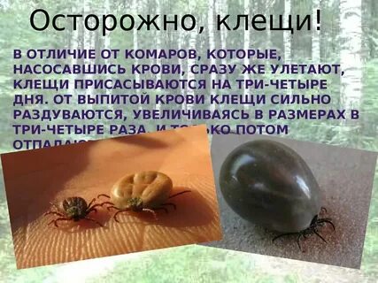 Что происходит с клещами после насыщения кровью