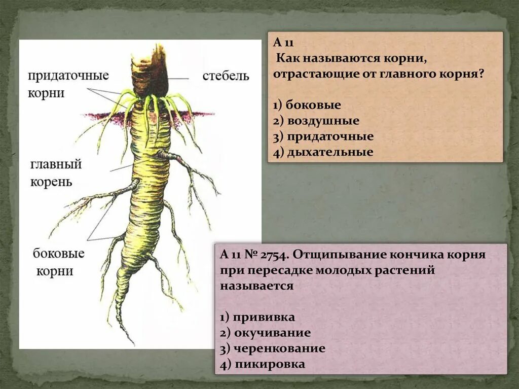 Пояснение корень. Боковые корни. Боковые и придаточные корни. Главный и боковые корни. Главный корень боковой корень придаточный корень.