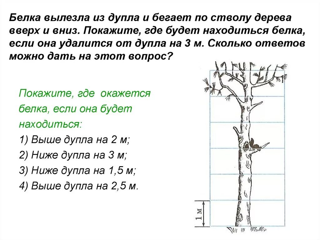 По стволу дерева можно. Белка вылезла из дупла и бегает по стволу дерева вверх и вниз. Белки вылезли из дупел. Белка вылезла вылезает из дупла. Деревья по стволам.