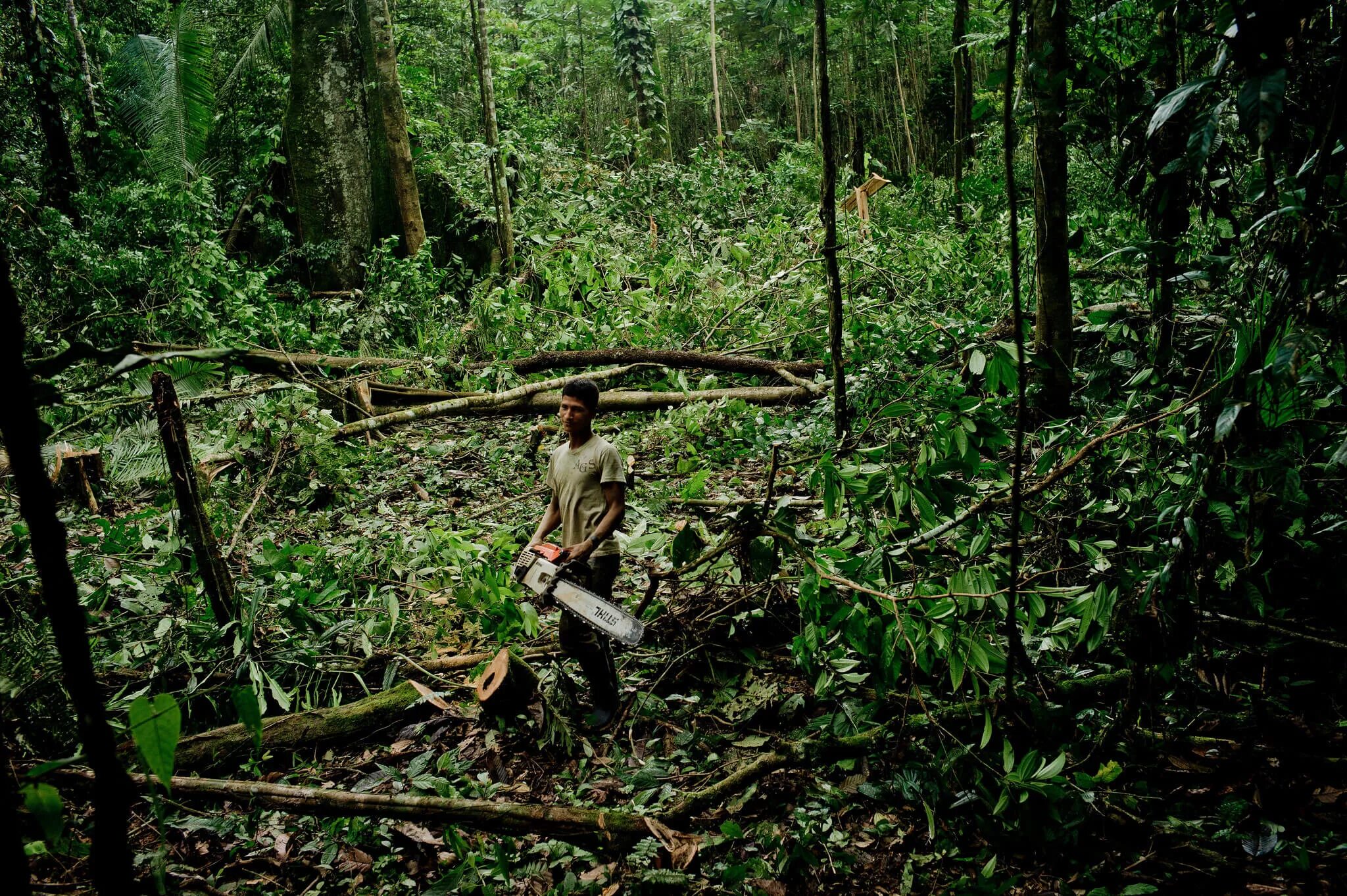 Cut down forest. Реликтовые джунгли. Джунглям из реликтовых деревьев. Реликтовый лес новая Зеландия. Лес новой Гвинеи название.