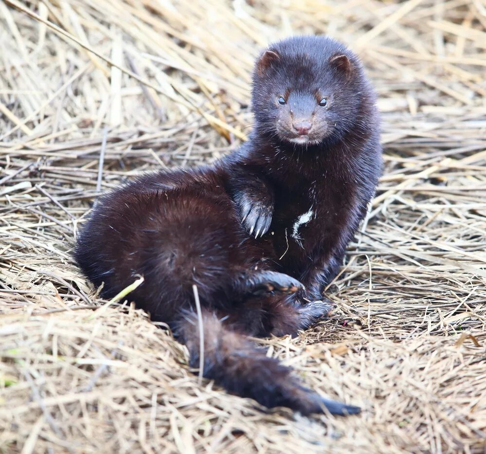 Черный зверек похожий. Европейская норка (лат. Mustela lutreola). Норка европейская черная. Американская норка Neovison Vison. Черная американская норка.