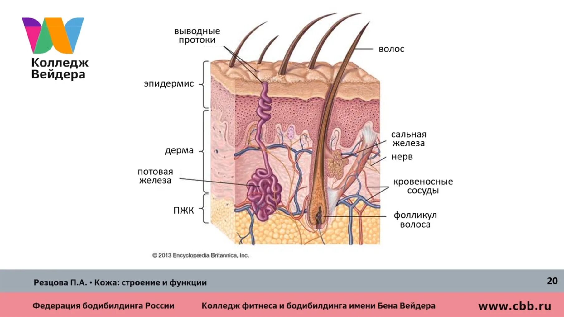 Где расположены сальные потовые железы корни волос. Строение сальной железы анатомия. Кожа 3 слоя функции строение. Строение волосяного фолликула схема. Функции эпидермиса и дермы кожи.