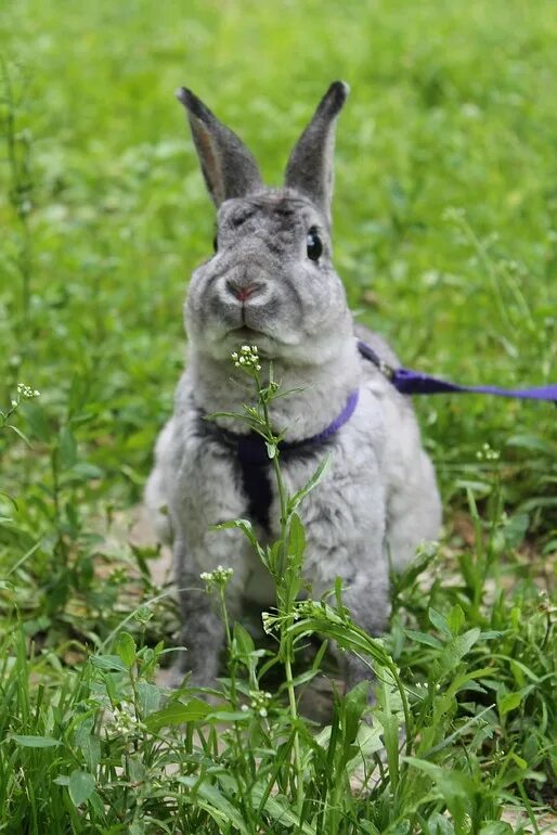 прогулка с кроликом на поводке. можно ли гулять с кроликом. поводок для кролика декоративного. как гулять с кроликом. одежда для кроликов.