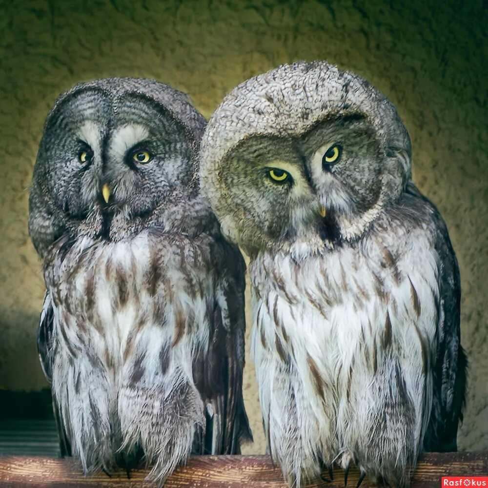 Филин и кот. Домашний сыч. Еще и филин не. Коты и совы. Сватов задернул занавесочки.