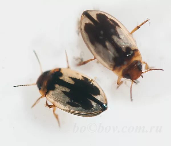 5 жучки. Жук кожеед ветчинный. Жук чернотелка маленький. Черные жуки от сырости. Жук черный жучок.