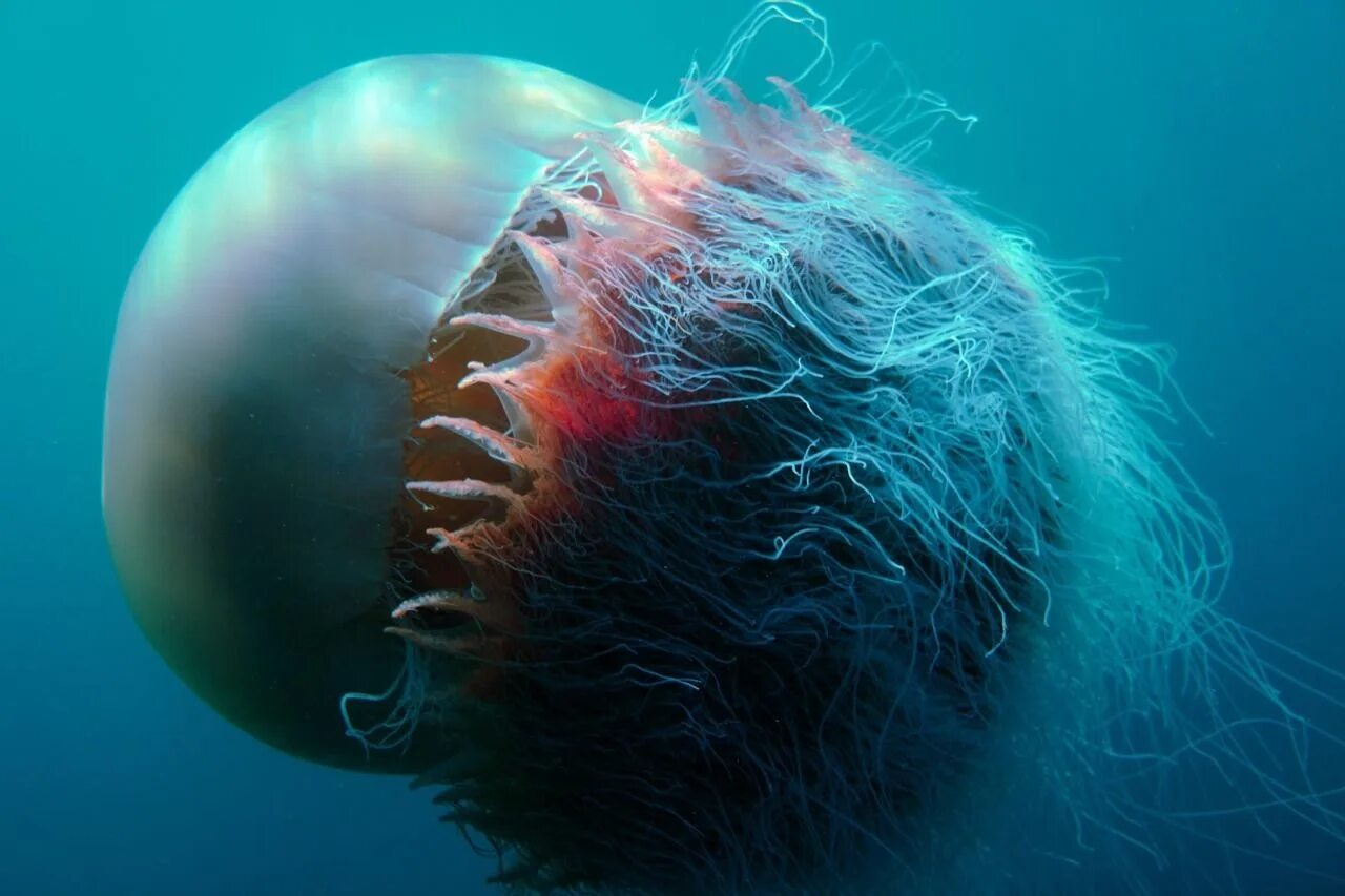Номура. Арктическая медуза цианея. Полярная медуза цианея. Медуза волосистая цианея. Медуза цианея гигантская.
