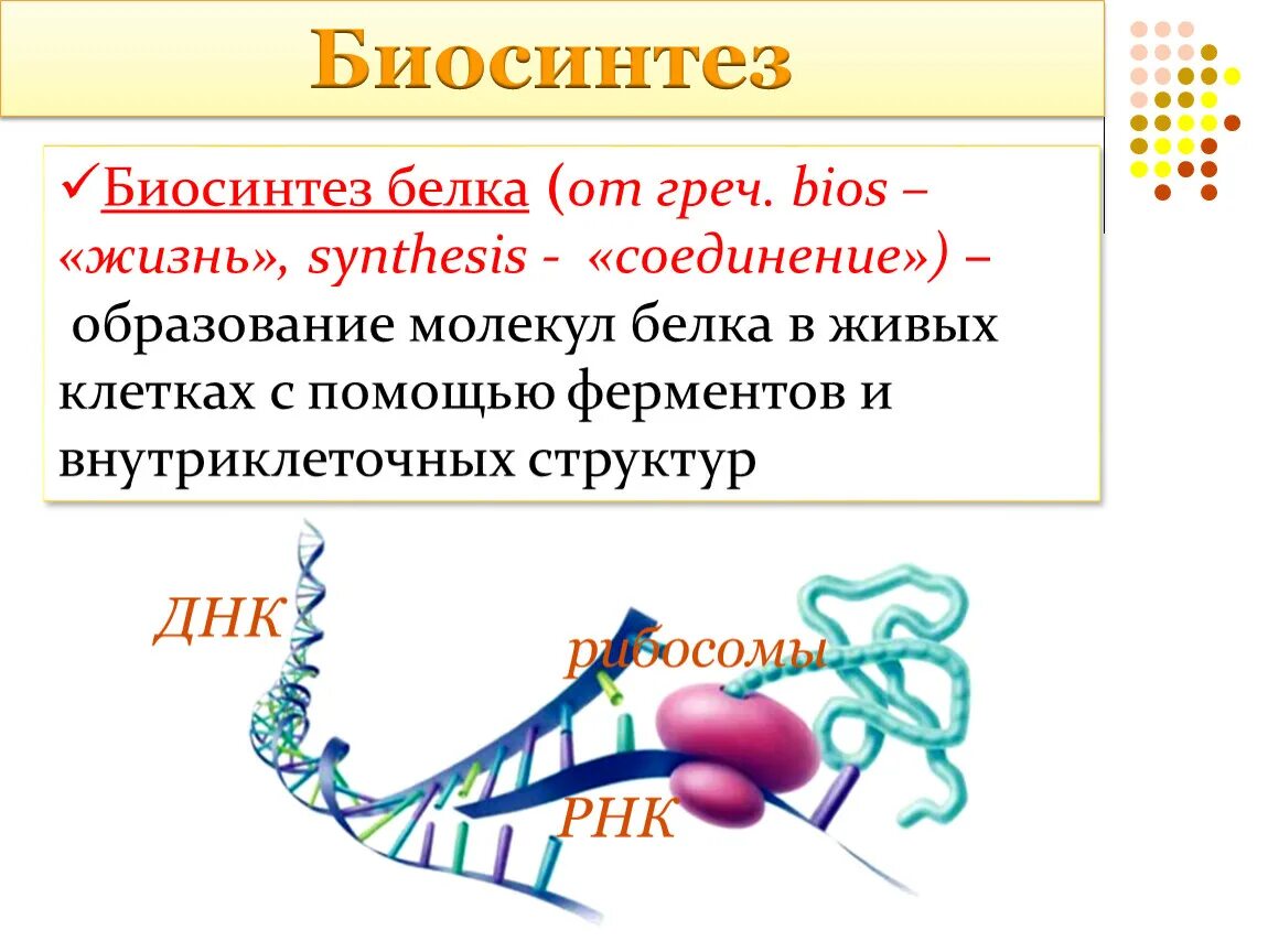 Описание биосинтеза. Биосинтез белков Биосинтез белков. 10 Класс биология Синтез белков. Процесс синтеза белка биология 9 класс.