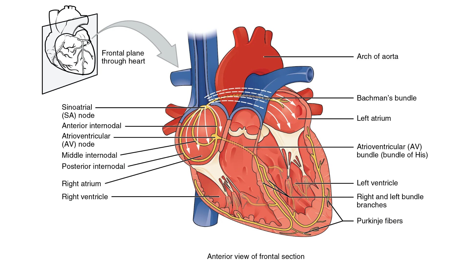 Learn the heart 0.3 8
