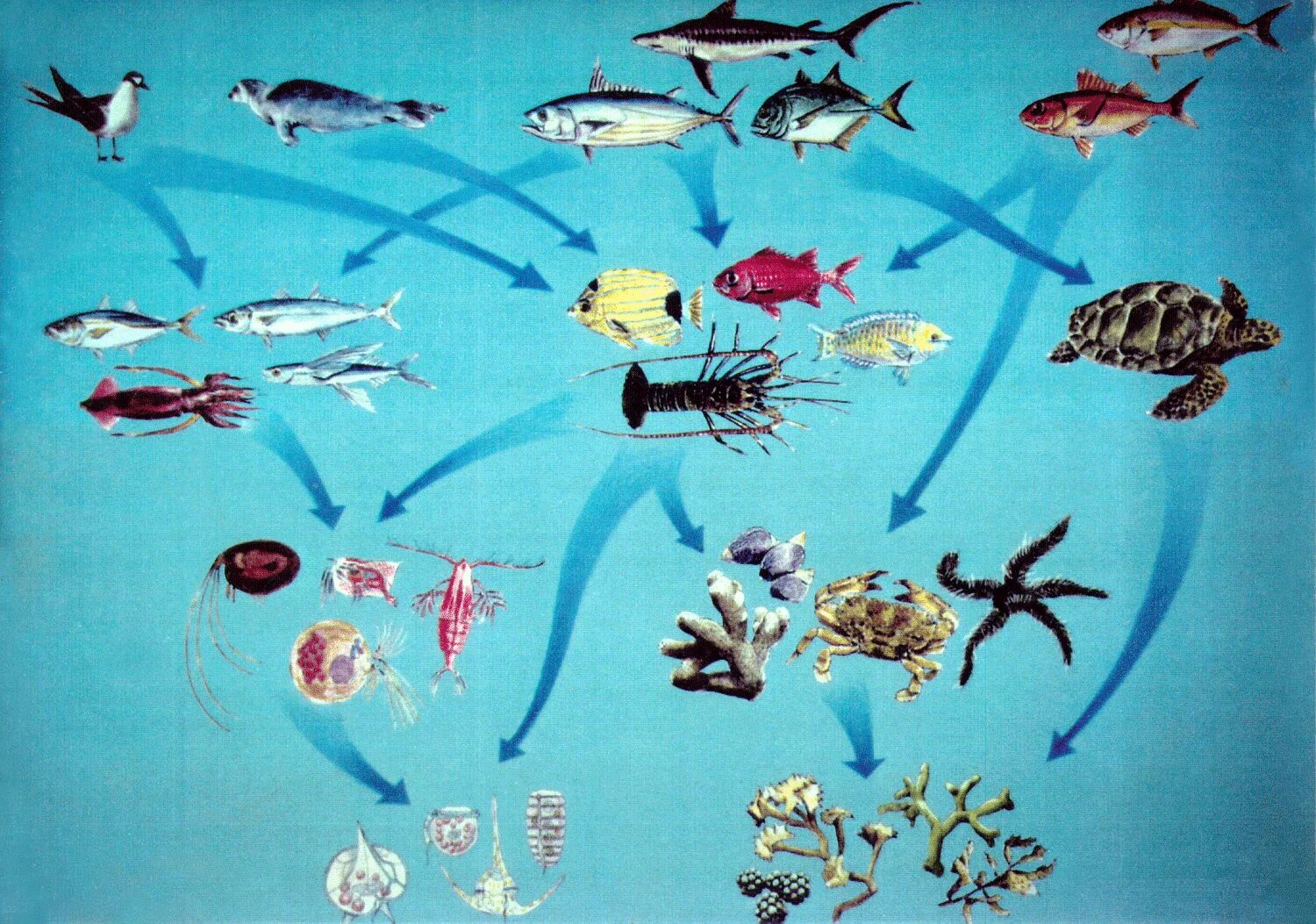 Изучите фрагмент экосистемы океана. Цепь питания для водной экосистемы. Пищевая цепь морской экосистемы. Пищевая цепь водного биогеоценоза. Пищевая цепочка в морских экосистемах.