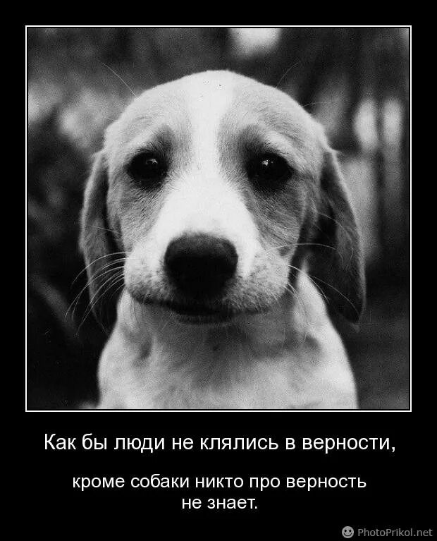 Грустная собака. Собаки лучше людей. Верность собаки. Собака плачет с надписями. Почему собаки лучше людей