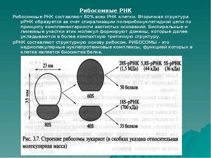 Структура образующая рибосомы. Строение рибосомы эукариотической клетки. структура рибосом про- и эукариот. строение клеточного рибосомы. строение рибосом биохимия.