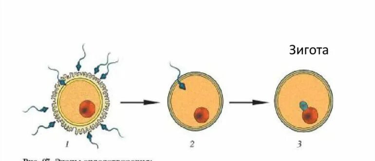 Стадии оплодотворения рисунок