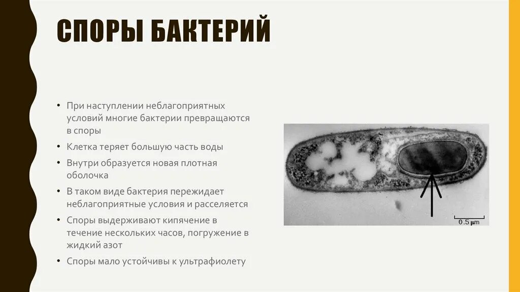 Какую функцию выполняют споры у бактерий кратко. Споры бактерий. Споры бактериальной клетки. Споры бактерий служат для. Споры бактерий условия образования.