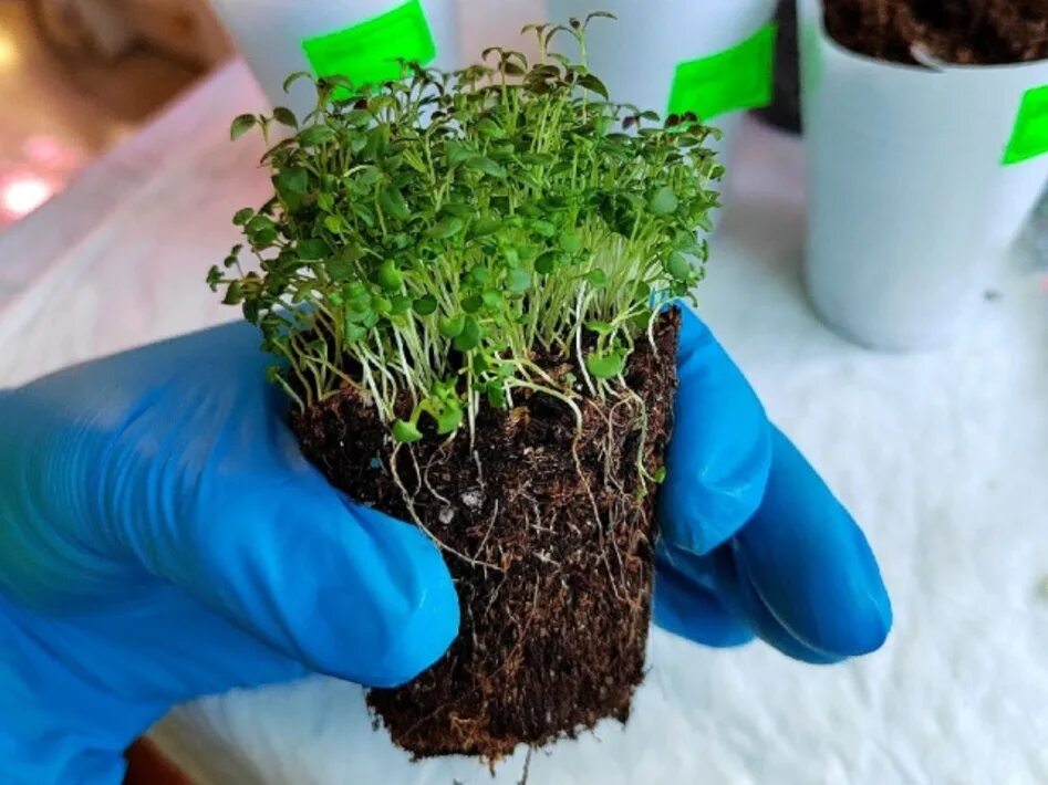 Как вырастить тимьян из семян. Рассаду чабер из семян. Тимьян ползучий всходы. Тимьян всходы. Как вырастить тимьян из семян.