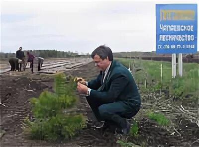 Лесное хозяйство Самарской области. Лесничество Самары. Косарев Самарские лесничества.