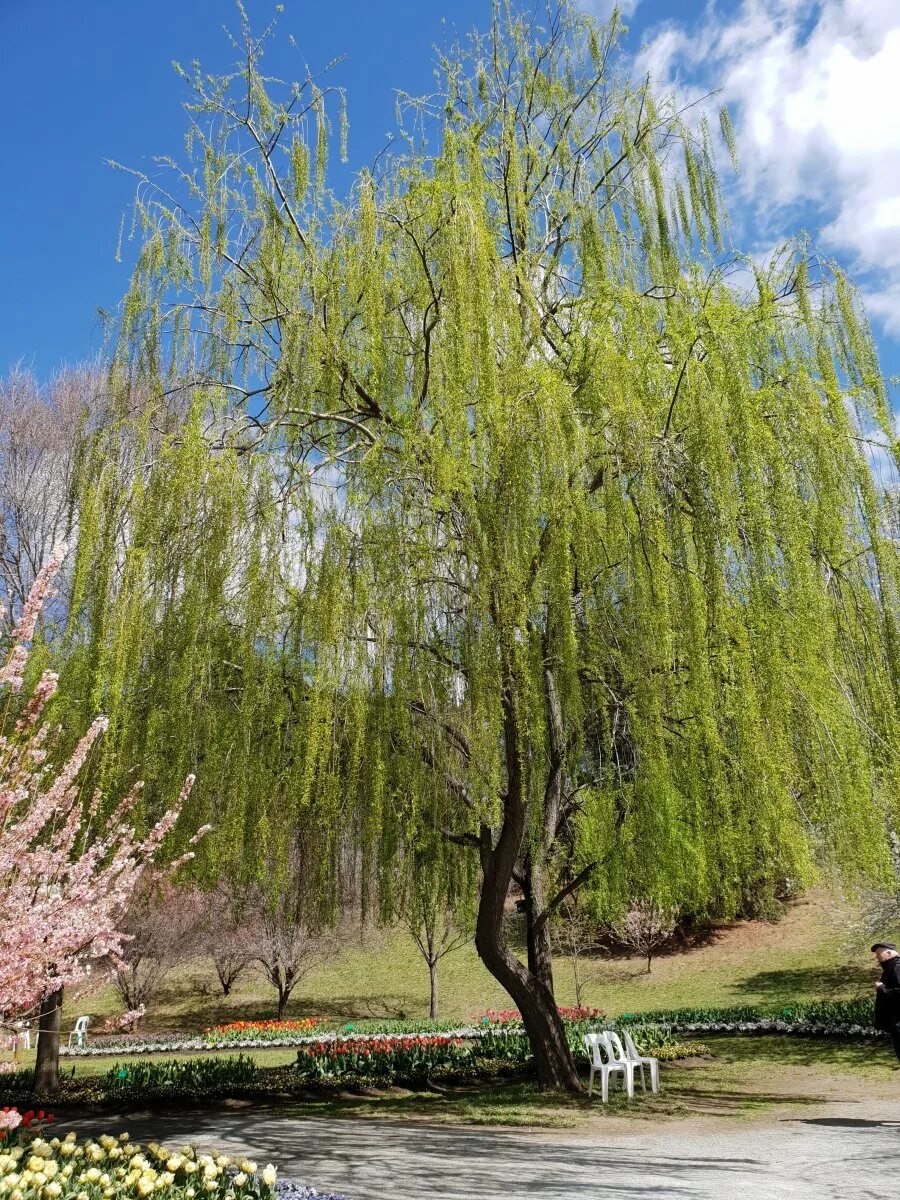 Ива Вавилонская плакучая. Ива белая Пендула. Ива белая (Salix Alba). Ива белая ветла. Верба название дерева