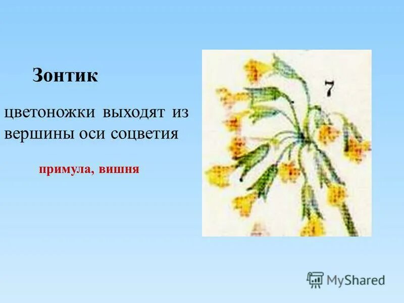 Тест по теме соцветие биология 6 класс. Примула соцветие. Соцветие зонтик примула. Соцветия 6 класс. Соцветия 6 класс биология.