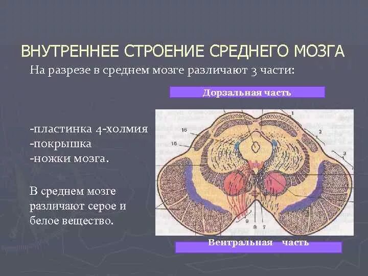 Строение среднего мозга в головном мозге