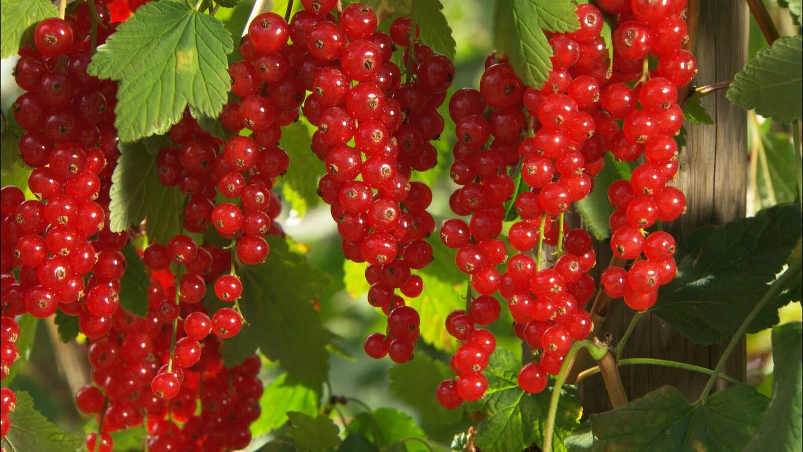 Смородина красная - ribes rubrum. Смородина красная задунайская. Смородина памятная. Смородина красная мармеладница. Смородина красная ribes rubrum лист.