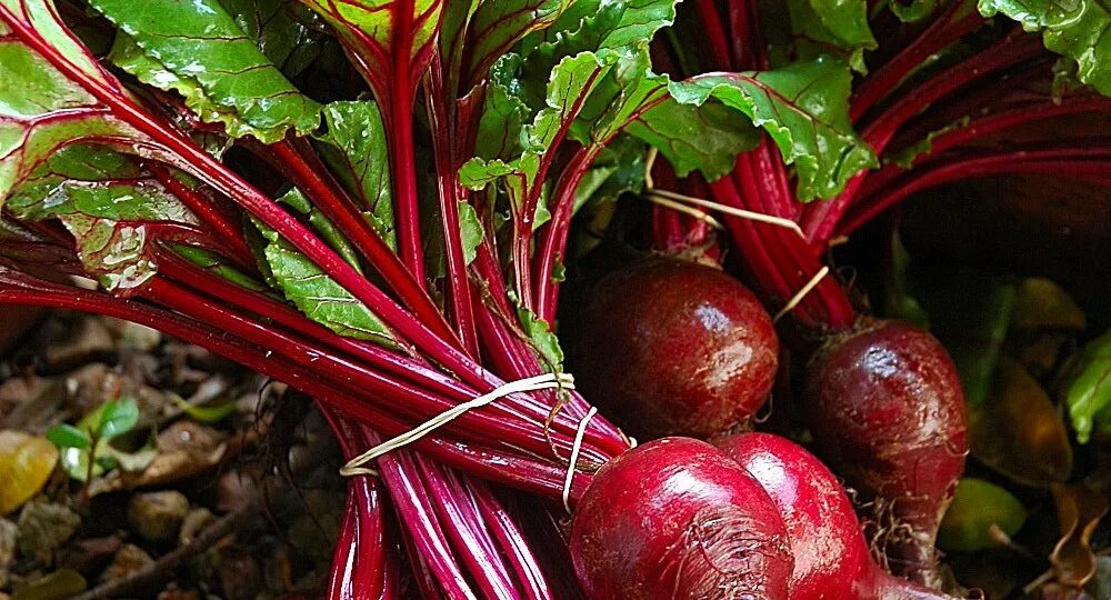 Можно есть свеклу на ночь. Свекла beetroots Golden Eye. Ростки свеклы. Пророщенная свекла. Свекла Славянка.