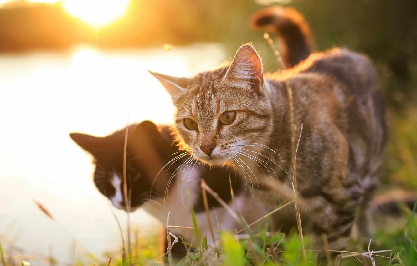 Звуки гуляющих котов. Обои кошки. Обои с котиками. Обои на рабочий стол коты идут. Котик в жару на рабочий стол.