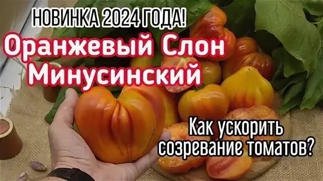 Оранжевый слон минусинский отзывы