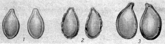 Длина семени тыквы. Кабачок с семенами в разрезе. Размер семя тыквы твердокорой. Строение семени кабачка. Строение семечки груши.