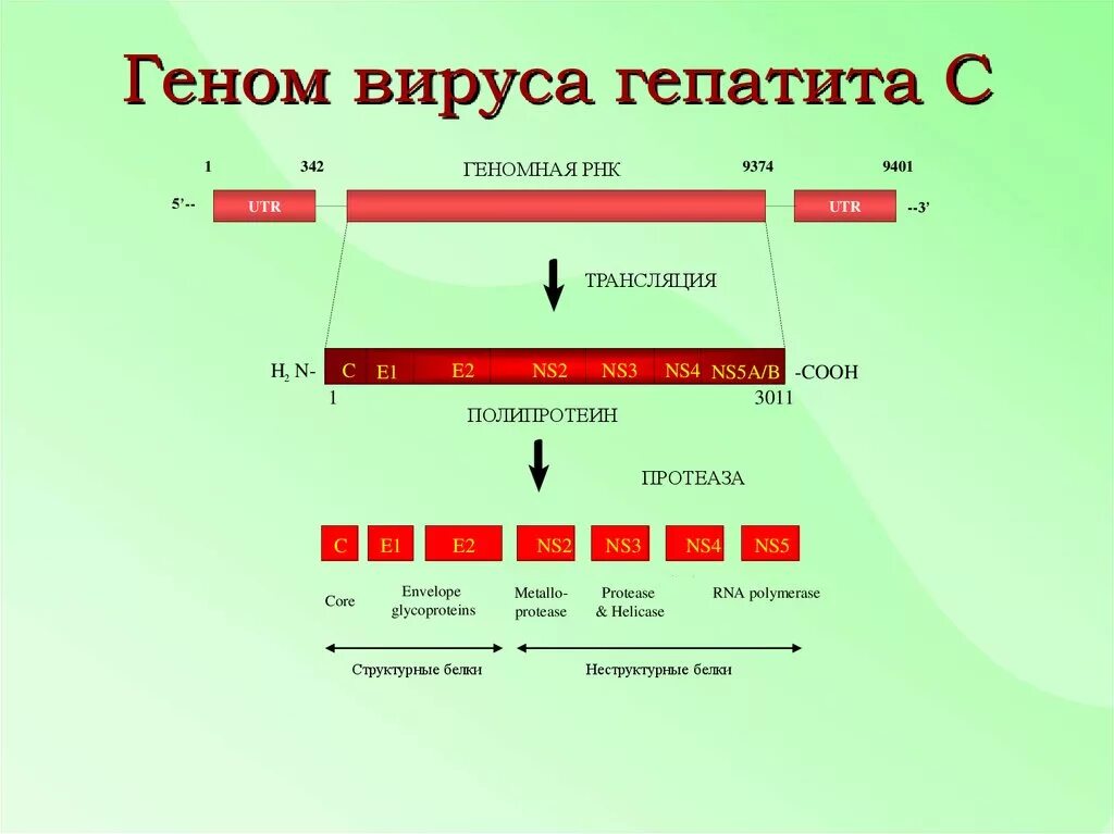 Рнк геномные вирусы. Вирус гепатита ДНК или РНК. Схема строения генома вируса гепатита в. Геном вируса гепатита с. Геном гепатита а.