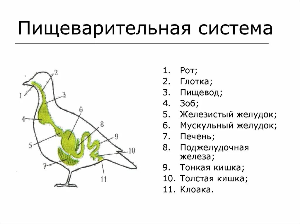 Таблица птицы 7 класс биология строение. Внутреннее строение птиц. Класс птицы внутреннее строение. Внешнее и внутреннее строение птиц. Внутреннее строение птиц таблица.