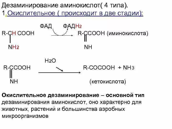 Реакция окислительного дезаминирования глутаминовой кислоты. Реакции прямого дезаминирования аминокислот. Общая схема дезаминирования аминокислот. Дезаминирование аминокислот биохимия реакции.