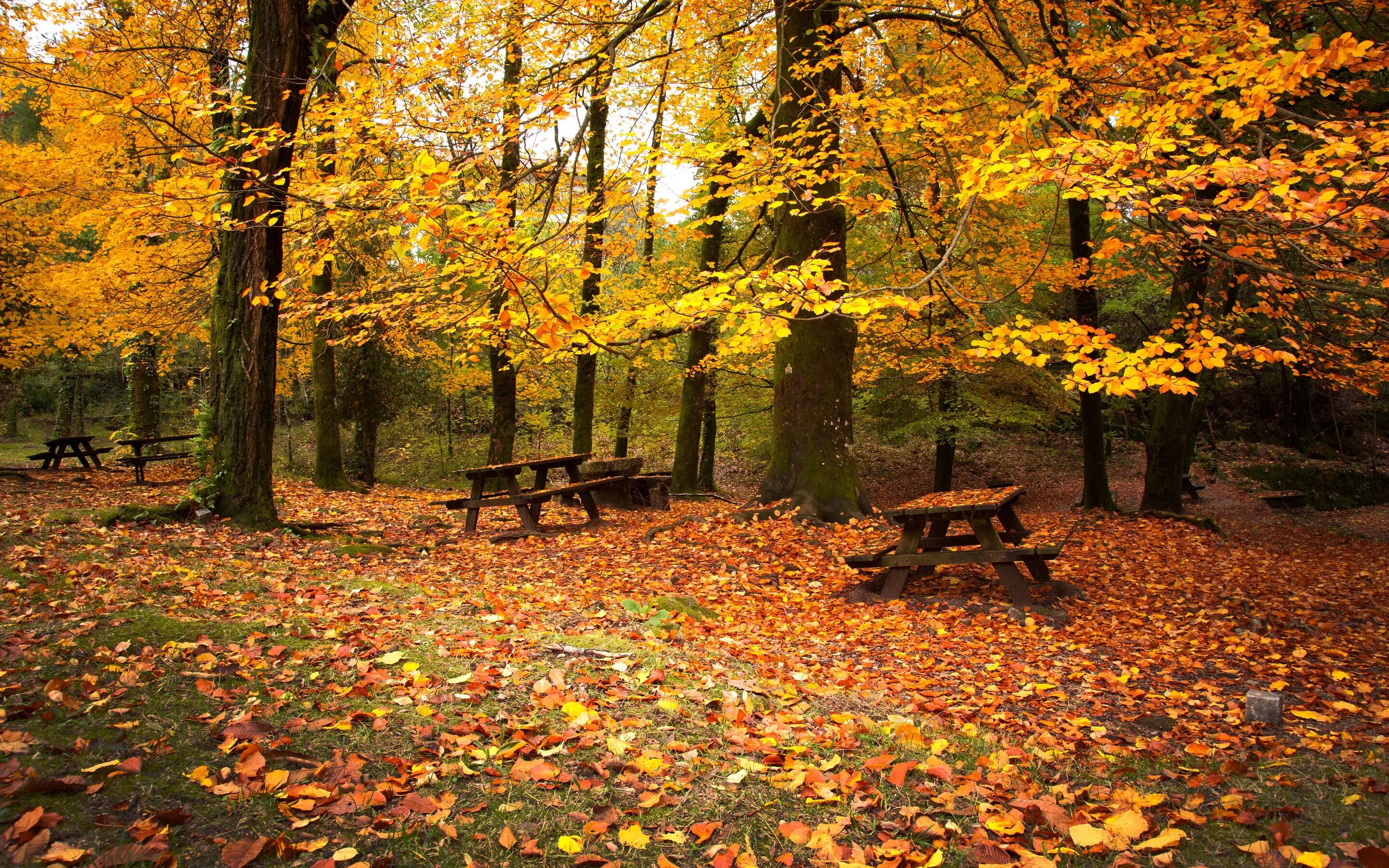 Осень. Осенний лес. Осенний листопад. Красивая осень. Fall around