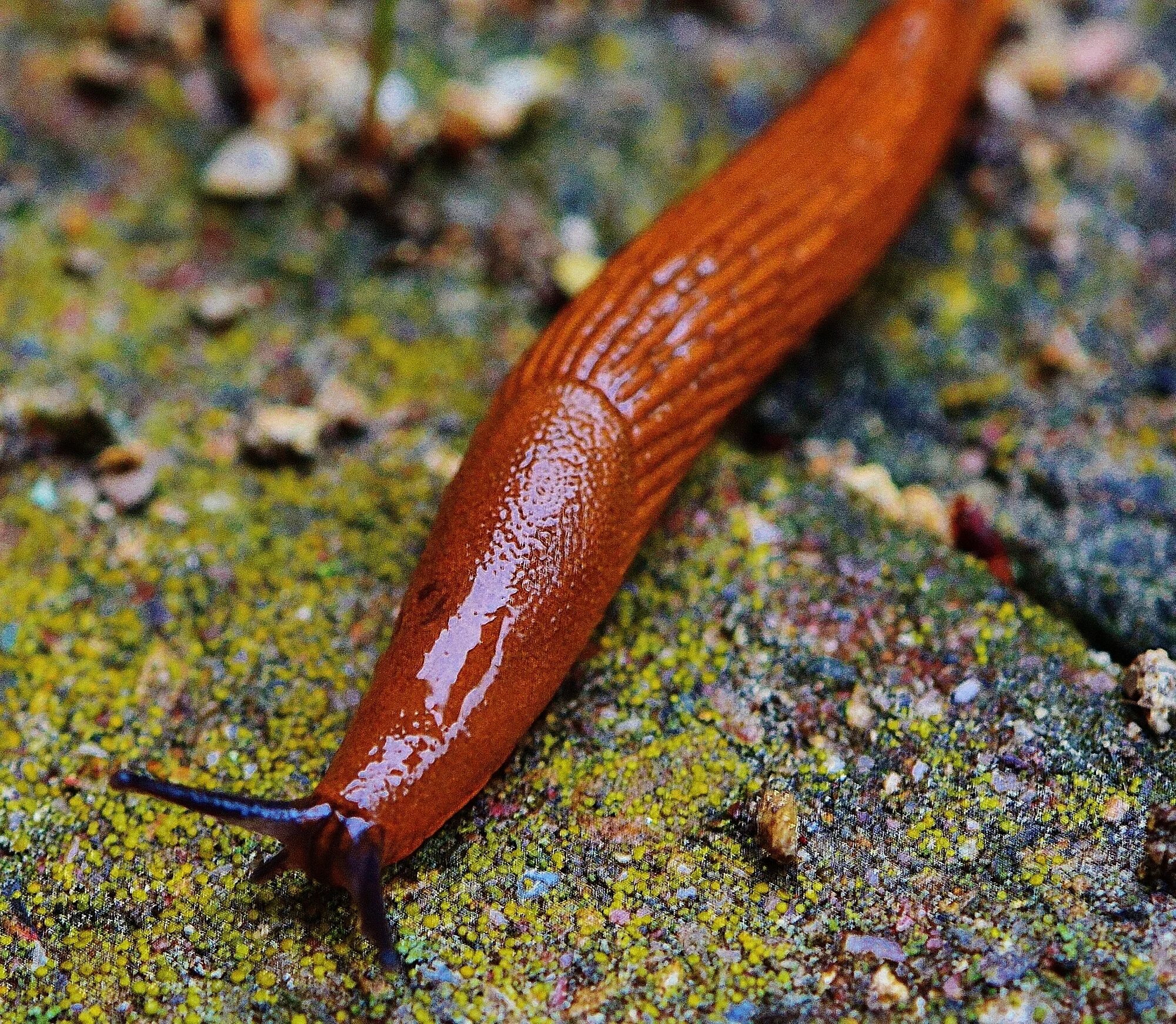 Коричневые улитки. СЛИЗЕНЬ Arion. СЛИЗЕНЬ Arion lusitanicus. Брюхоногие моллюски слизни. СЛИЗНЯК оранжевый СЛИЗНЯК оранжевый.