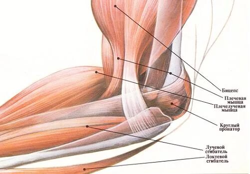 Связки локтя. Мышцы локтевого сустава анатомия. Сухожилия локтя анатомия. Сухожилия локтевого сустава анатомия. Анатомия локтевого сустава мышцы связки сухожилия.