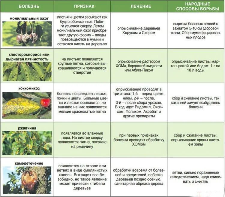 Сколько раз надо опрыскивать. Вредители яблони описание с фотографиями. Таблица обработки яблонь от болезней и вредителей. Обработка сада от вредителей и болезней. Обработка деревьев от вредителей и болезней.