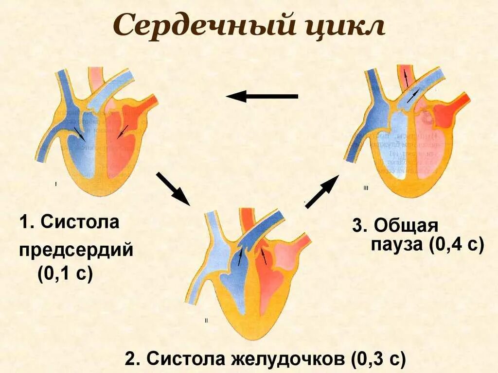 Общая диастола предсердий составляет. Фазы работы сердца схема. фазы сердечного цикла схема. сердечный цикл систола и диастола. составьте схему иллюстрирующую сердечный цикл.