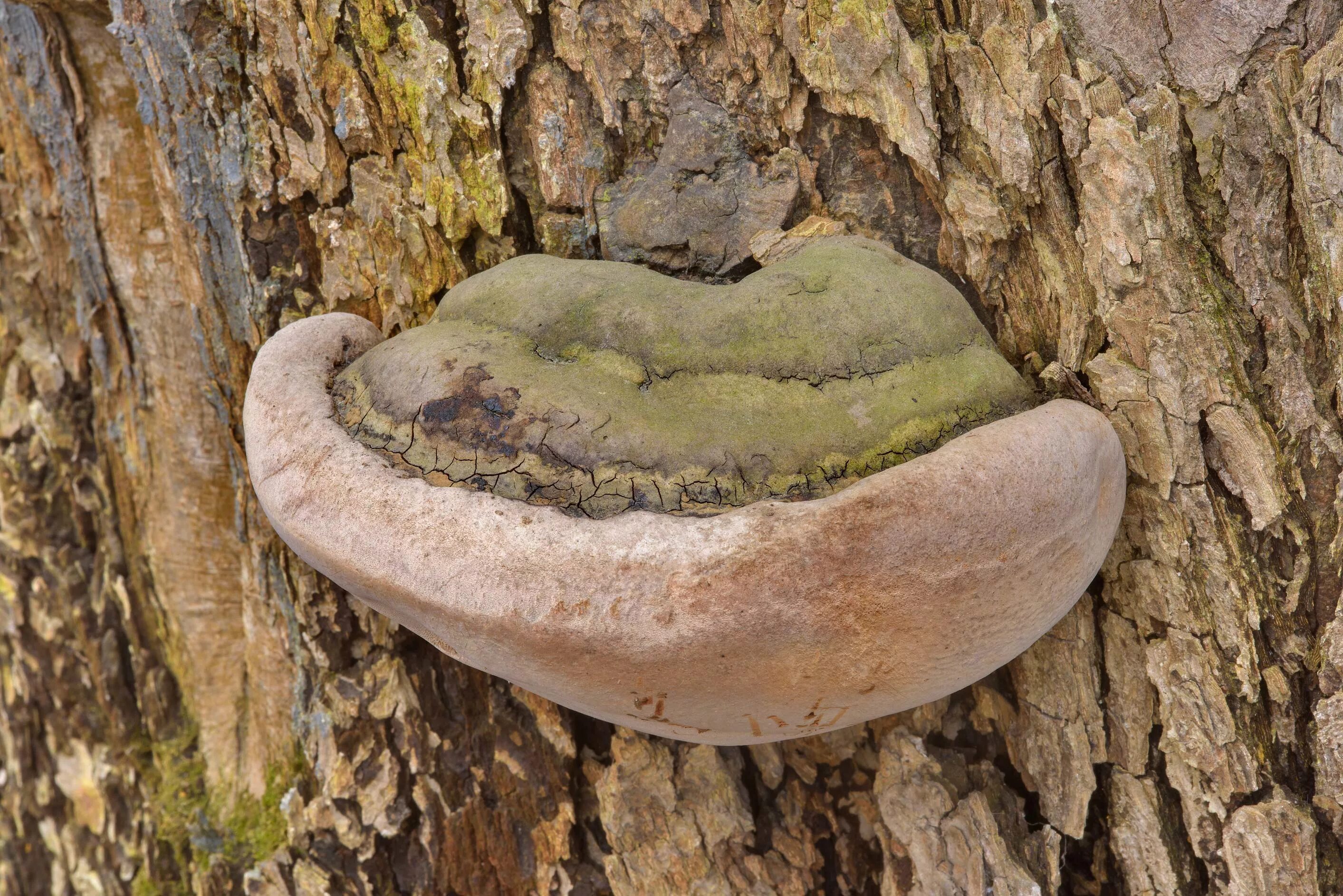 Трутовик бактерия. Ложный дубовый трутовик. Phellinus igniarius. Трутовик ложный. Трутовик ложный дубовый - Phellinus robustus.