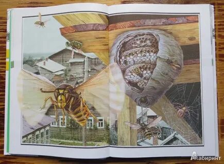 Великан на поляне еще немного редких растениях