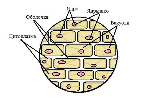 Клетка под микроскопом 5 класс биология
