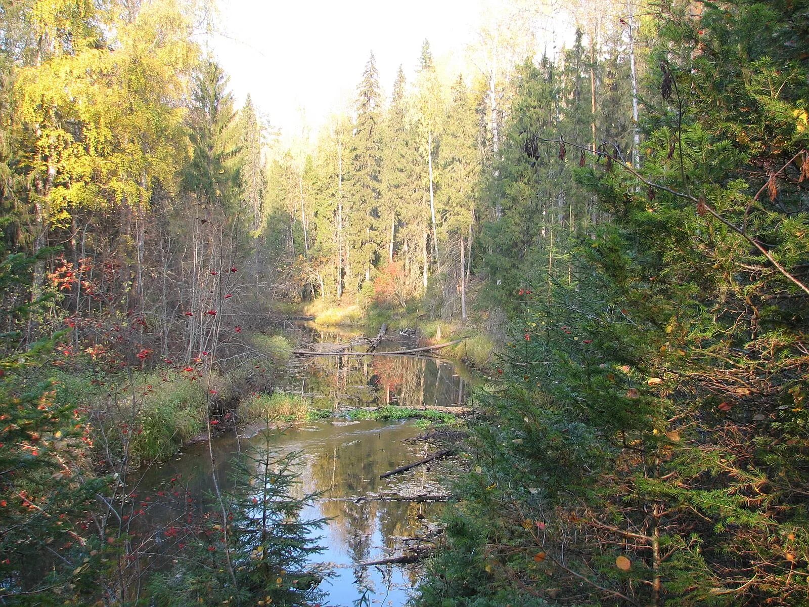 кологривский заповедник река понга. заповедник нургуш озера. заповедник из двух участков. ильяшевич дзержинск дендрарий. экотропа екатерининский бор.