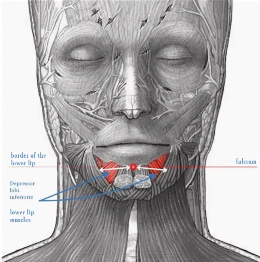 Губы мышцы рта. Депрессор Ангули Орис анатомия.