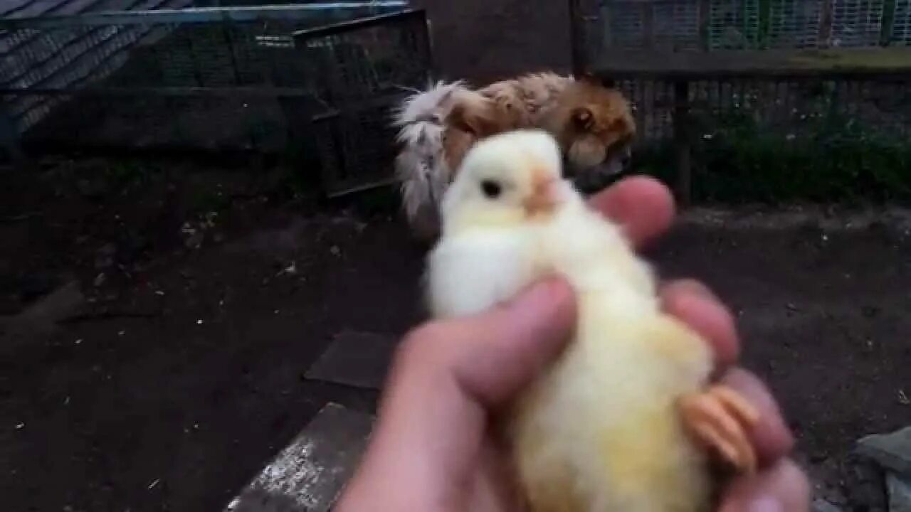 Как отличить пол цыпленка. Как определить цыплят. Определить пол цыпленка. Отличить петушка от курочки. Как отличить цыплят по полу суточных.