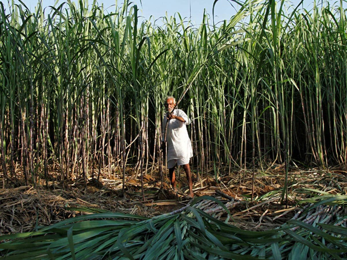 Сахарный тростник содержит 9. Плантации сахарного тростника в Бразилии. Сахарный тростник в Бразилии. Плантация сахарного тростника в Индии. Растение Индии сахарный тростник.