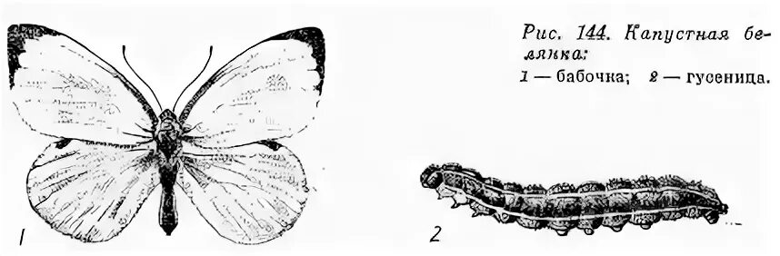 Белянка капустница самка. Капустная Белянка рисунок. Гусеница капустницы. Капустная Белянка схема.