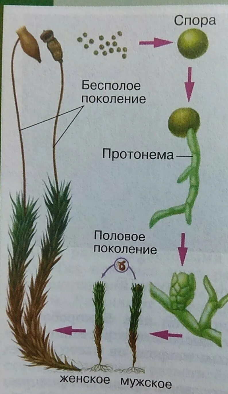 Мох сфагнум стадии жизненного цикла. Жизненный цикл мха Кукушкин лен. Размножение мха Кукушкин лен цикл развития 5 класс. Размножение мха Кукушкин лен цикл развития. Цикл размножения кукушкиного льна.