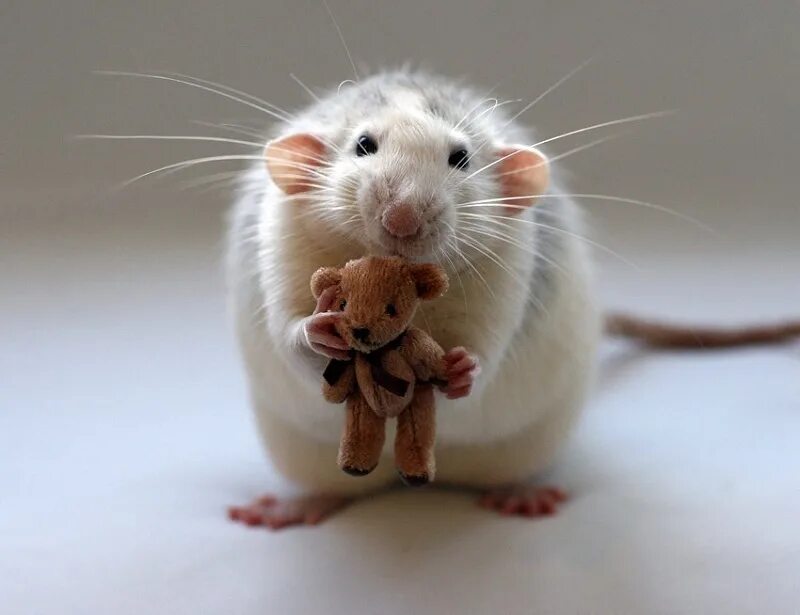 Крысы звери. Эллен Ван Дилен. Крысы домашние. Мышка. Милые мышки.