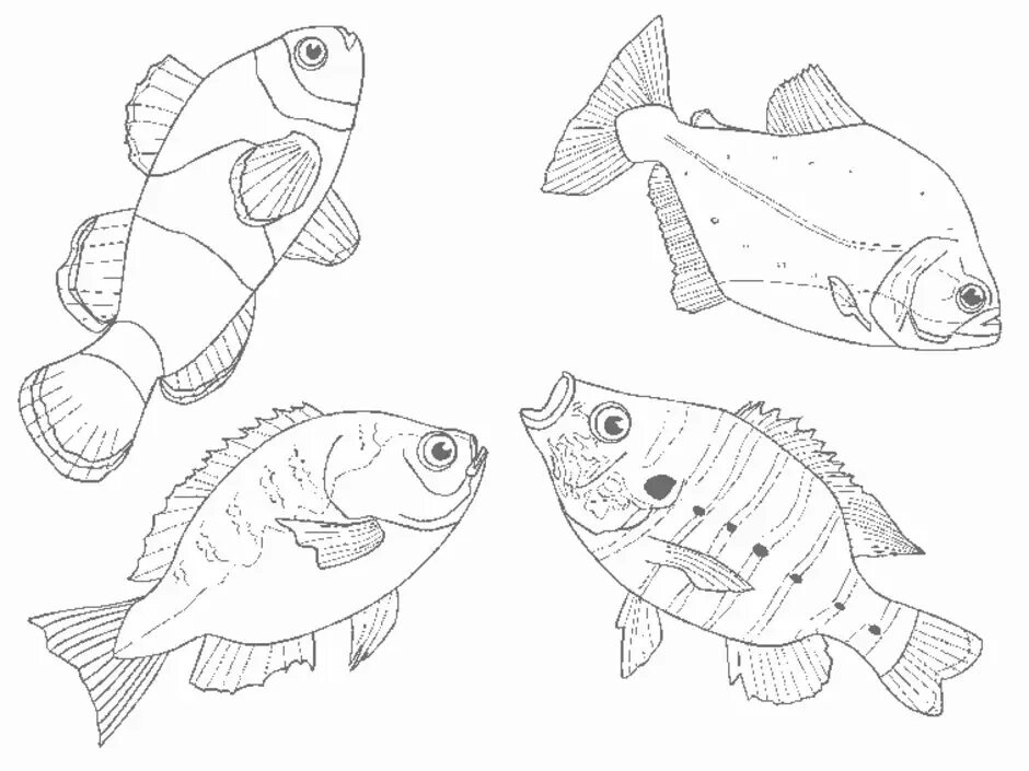 Раскраска рыбы для детей 7 лет. Рыба раскраска для детей. Аквариумные рыбки раскраска. Рыбка раскраска для детей. Раскраски рыбы для детей 6-7 лет.