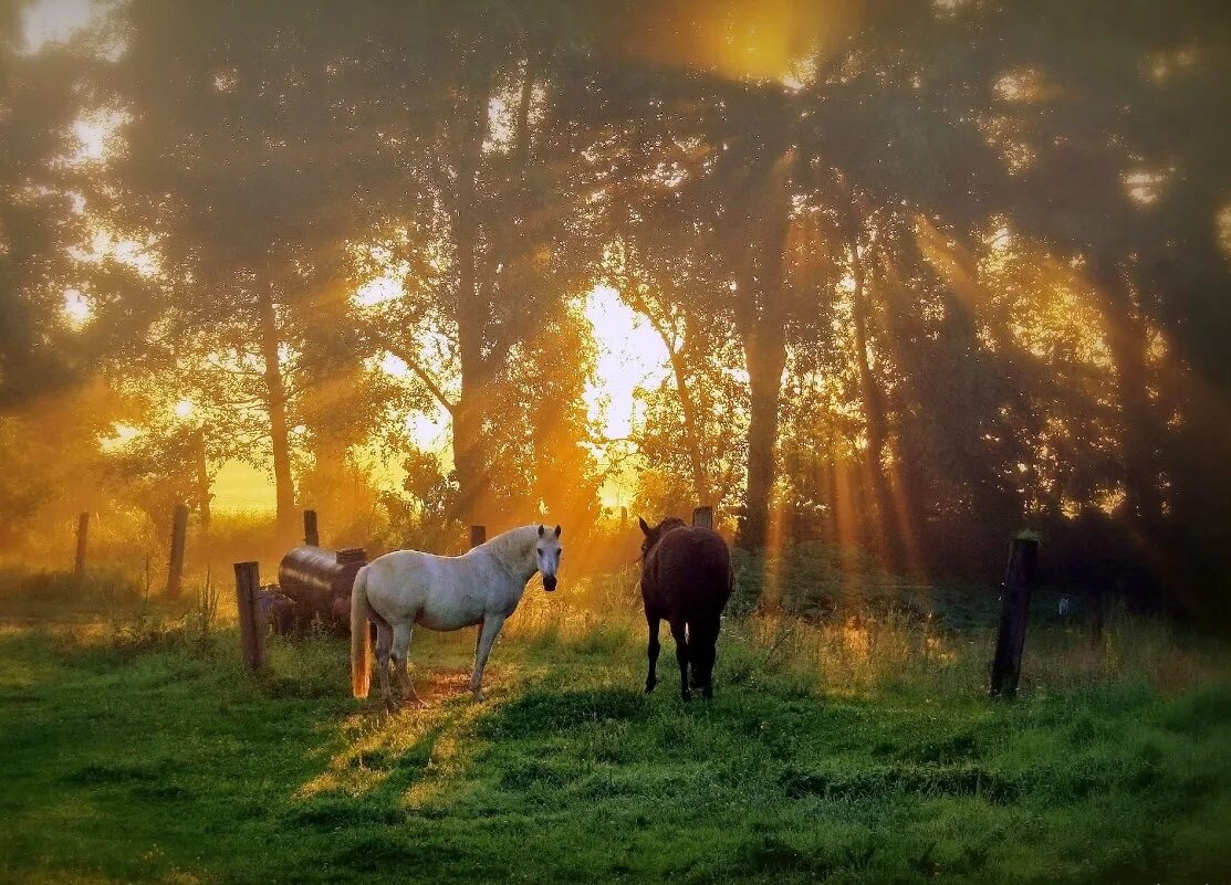 пейзажи природы с лошадьми. лошади на лугу. кони на просторе бродят. лошадь в поле. кубань степь табун лошадей.
