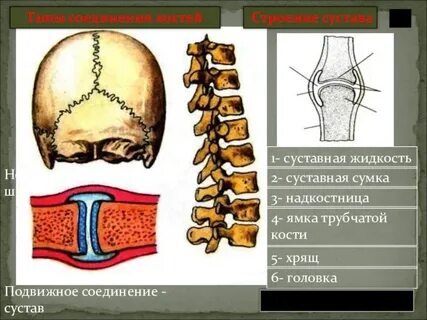 Состоит из подвижно соединенных между собой хрящей