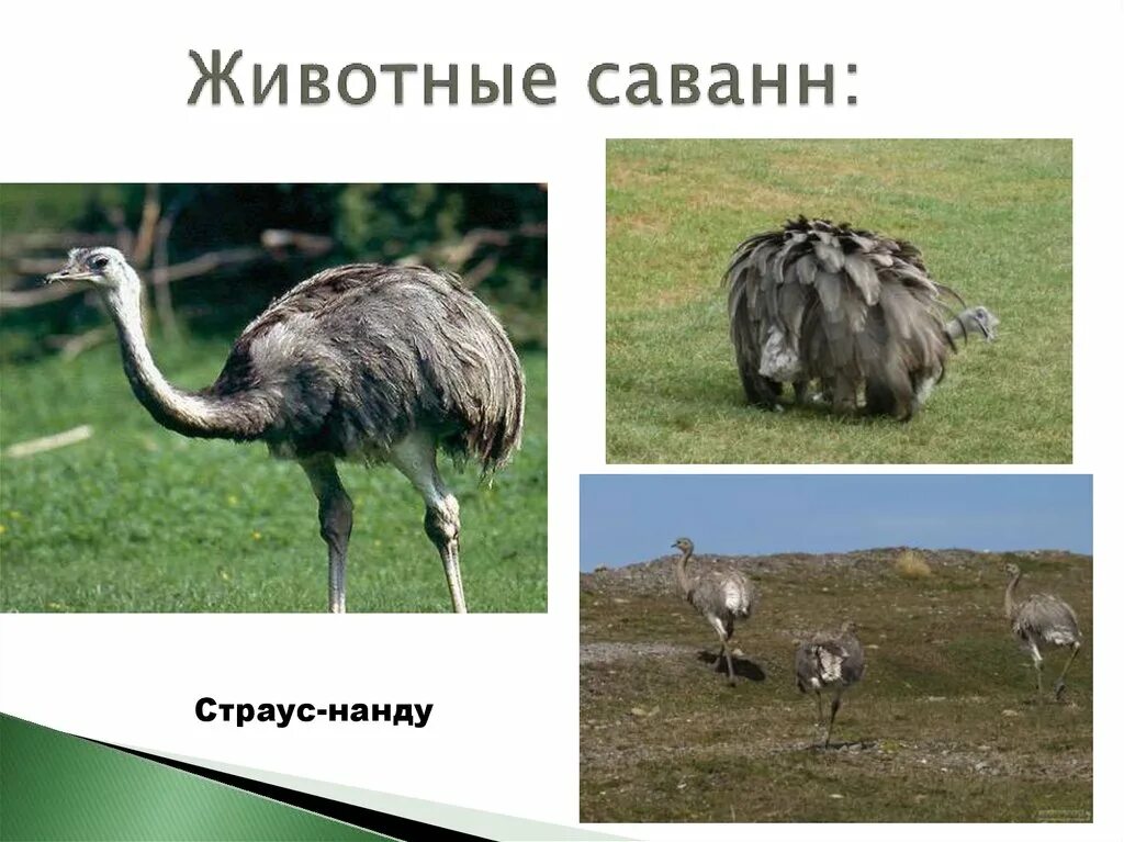 Животные саванны льянос. Длинноклювый нанду. Гигантский муравьед южной америки. Животные кампоса. Саванна южной америки животные и растения.